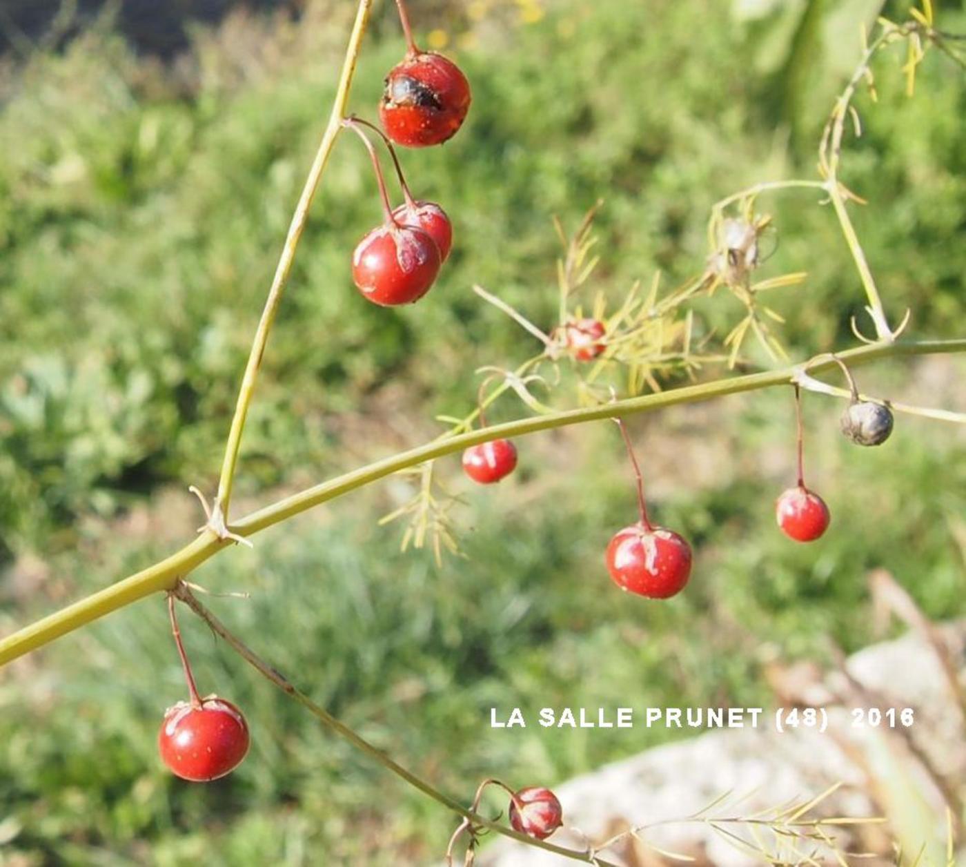 Asparagus fruit